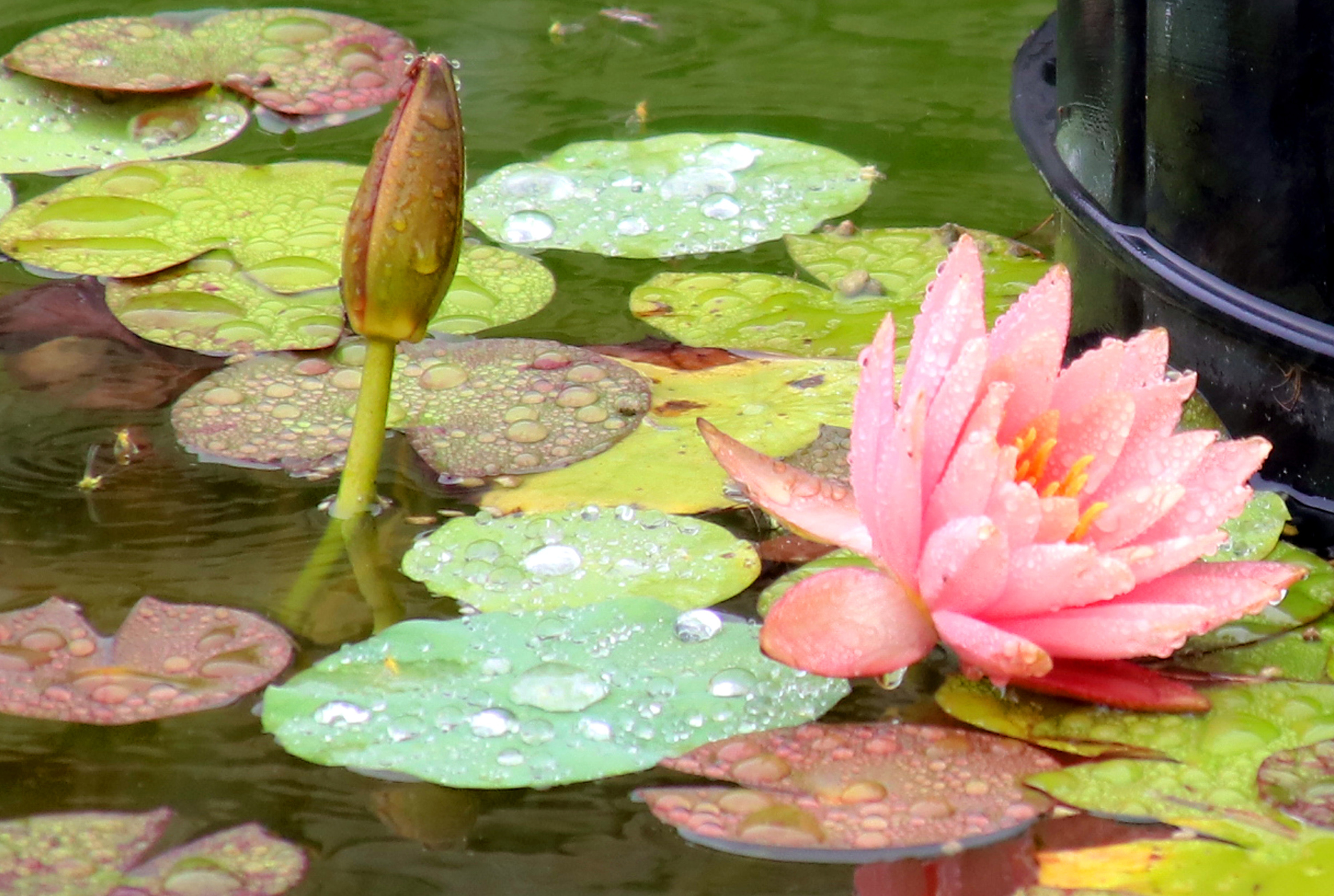 宿迁双色睡莲惊艳绽放,惊艳的睡莲