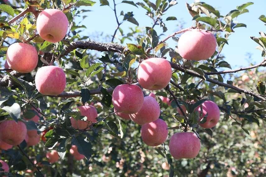 苹果根腐病不要慌，一文了解发生的原因及防治方法！