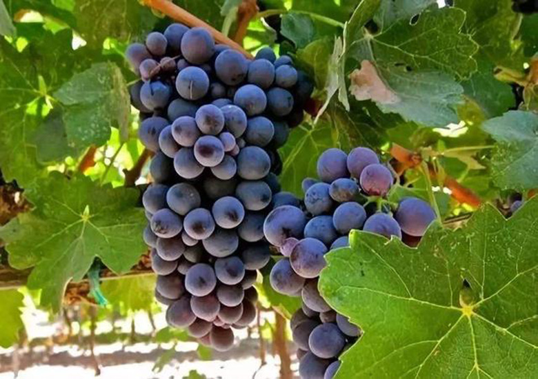 自酿葡萄酒的危害四年,自酿葡萄酒引发的惨剧