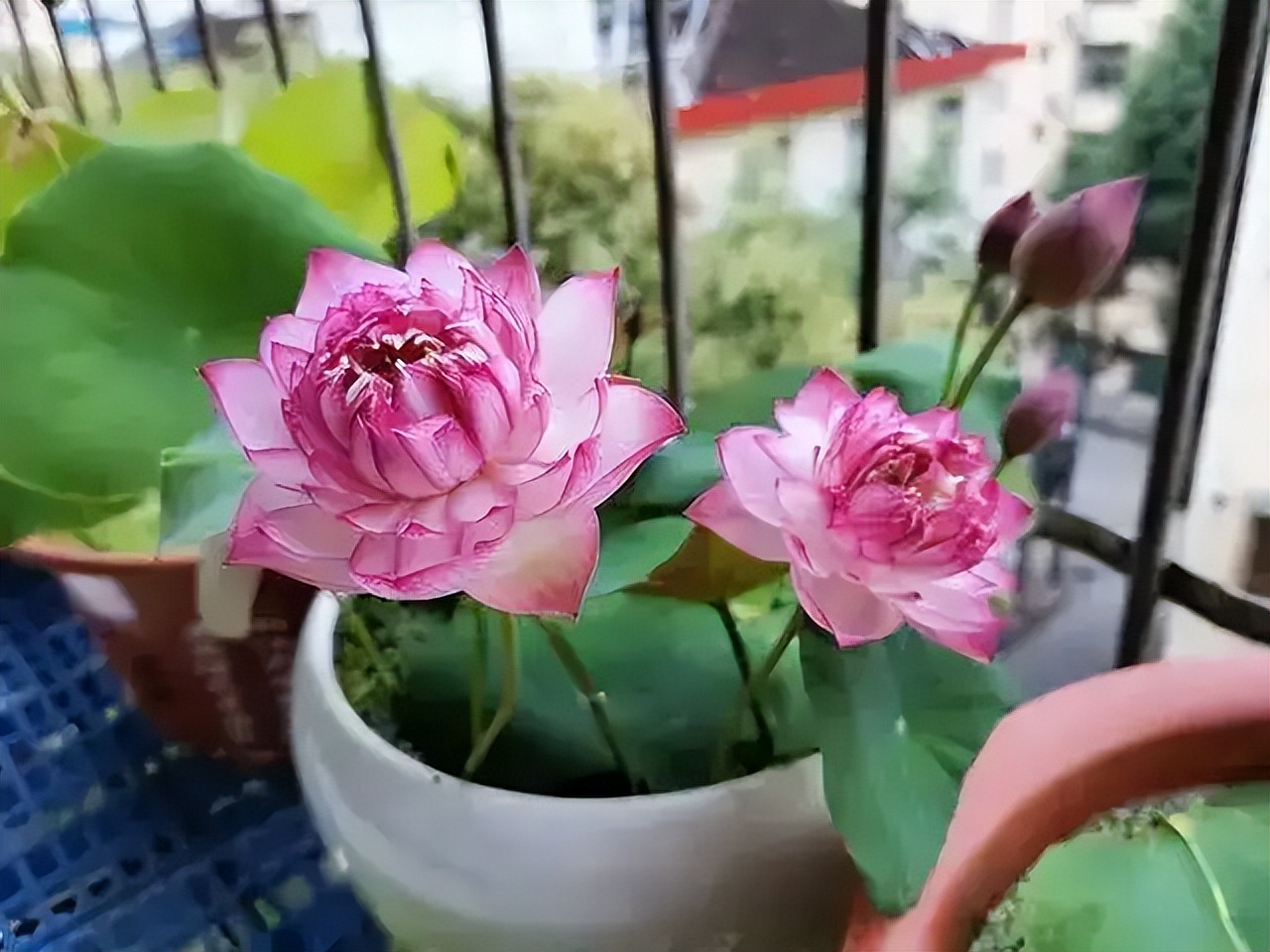 5种花不怕旱就怕涝,抽水机总是显示缺水漏水什么原因