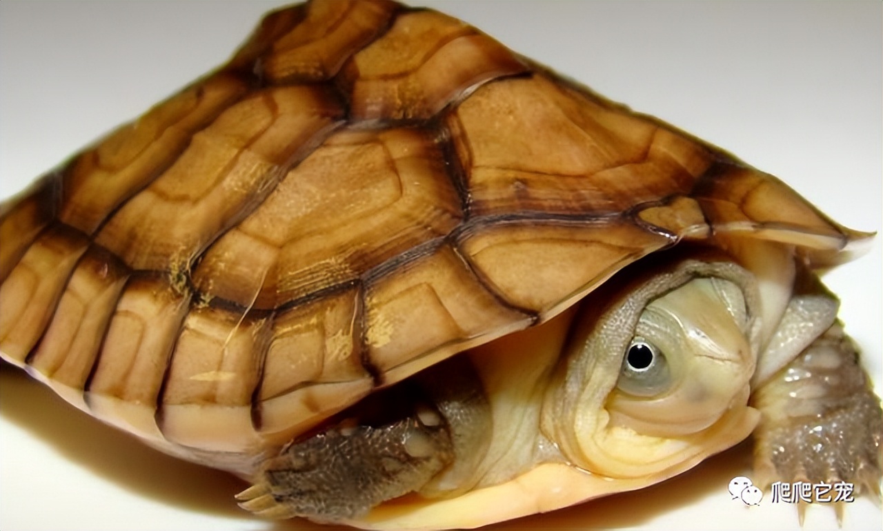 北石属于黄喉拟水龟吗,黄喉拟水龟北石小青