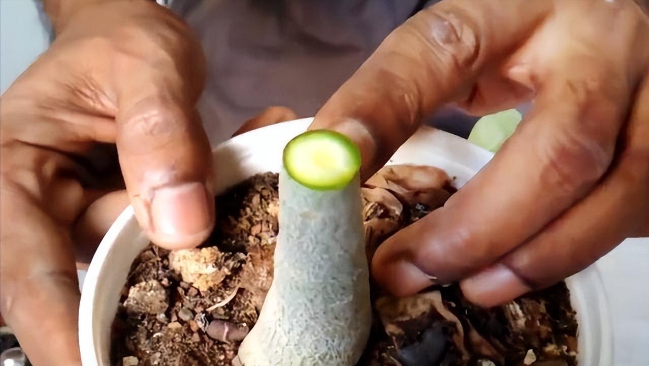 沙漠玫瑰怎么嫁接成活率高,沙漠玫瑰嫁接沙漠玫瑰怎样剪枝