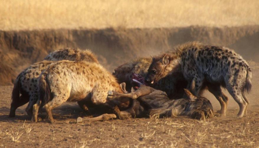 鬣狗吃羚羊和角马,鬣狗吃角马羚羊