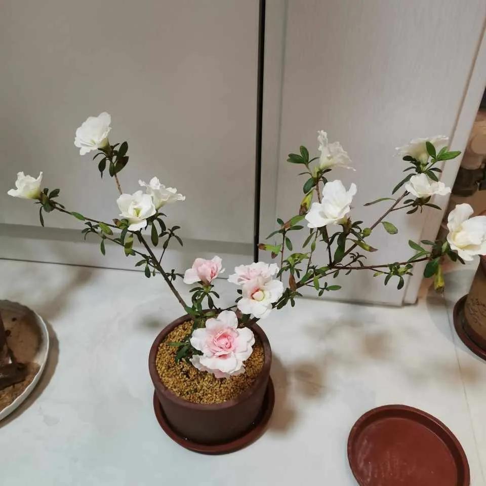 淘米水发酵有臭味还能浇花吗,发酵淘米水浇花特别臭