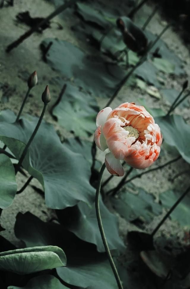 100句精辟的人生哲理的古语句子,150句经典古诗词饱含哲理意味深长