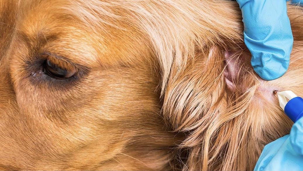 11岁狗狗长肉疙瘩怎么办,狗狗脚背上长了个疙瘩怎么回事