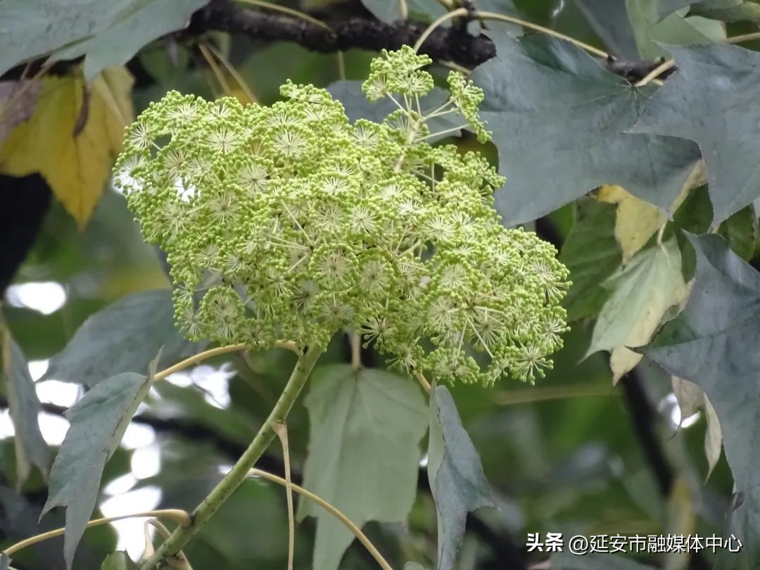 陕西宾馆迎来最佳观花赏景季节,陕西宾馆内景色