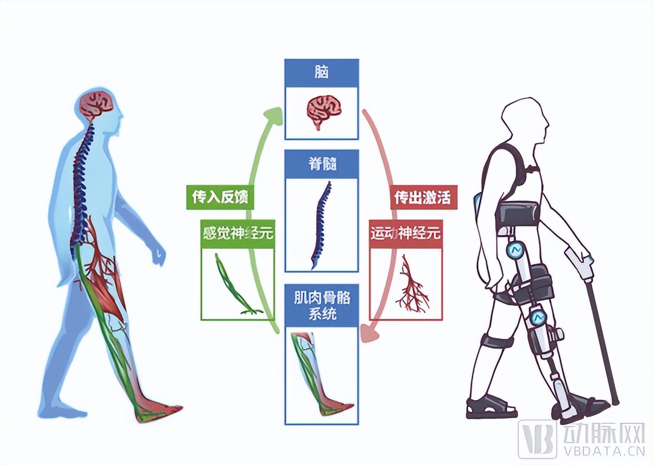 安杰莱康复机器人,安杰莱单下肢智能康复机器人