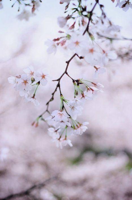 花开花落静心聆听散文,花开花落的散文随笔