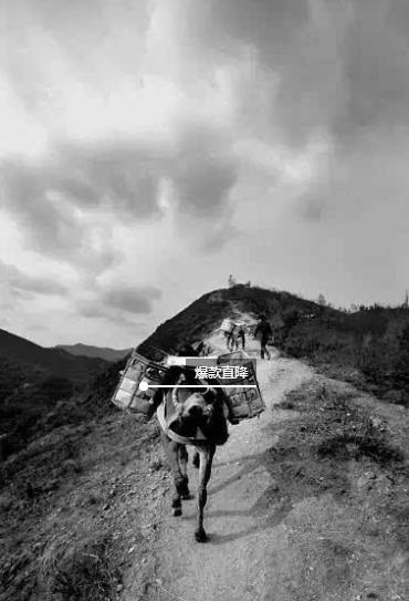 茶马古道文化研究最权威的人,茶马古道对于民族融合的影响