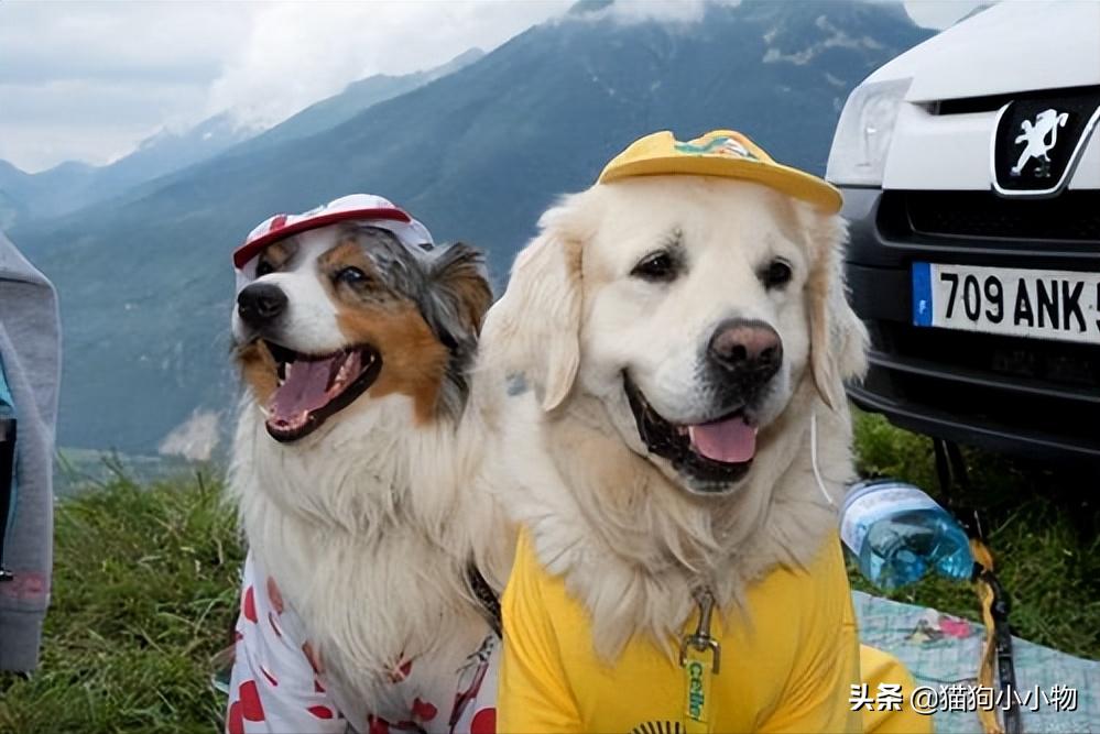 狗没有亲子观念吗,狗没有生殖器官吗