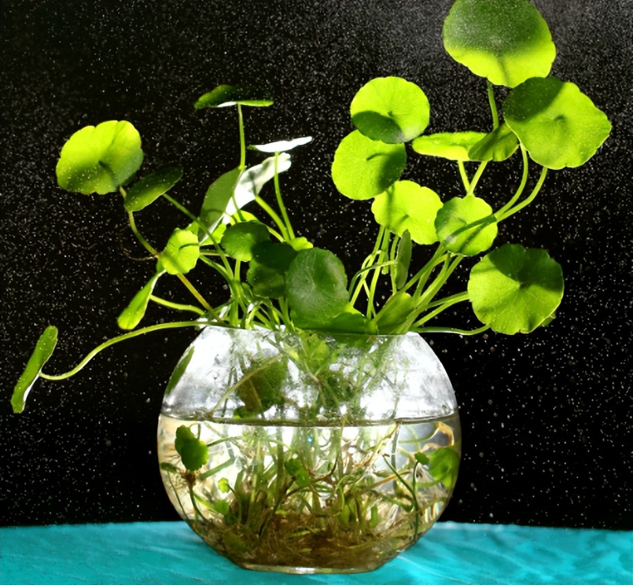 铜钱草的营养价值与功效,生态多样性的作用和意义