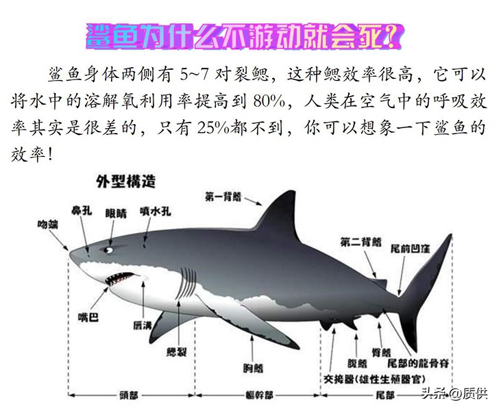 人类为什么只吃鲨鱼,为什么人类只吃鱼翅