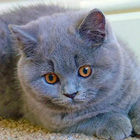 灰色猫咪是什么品种,玳瑁猫咪是什么品种