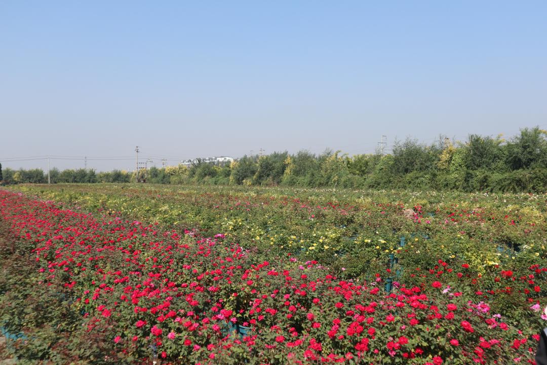 全国四大月季基地,上千亩种植基地