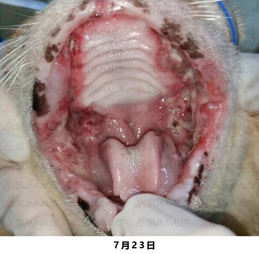 猫咪得了口炎谁有好办法治疗,猫咪得了口炎需要打什么针