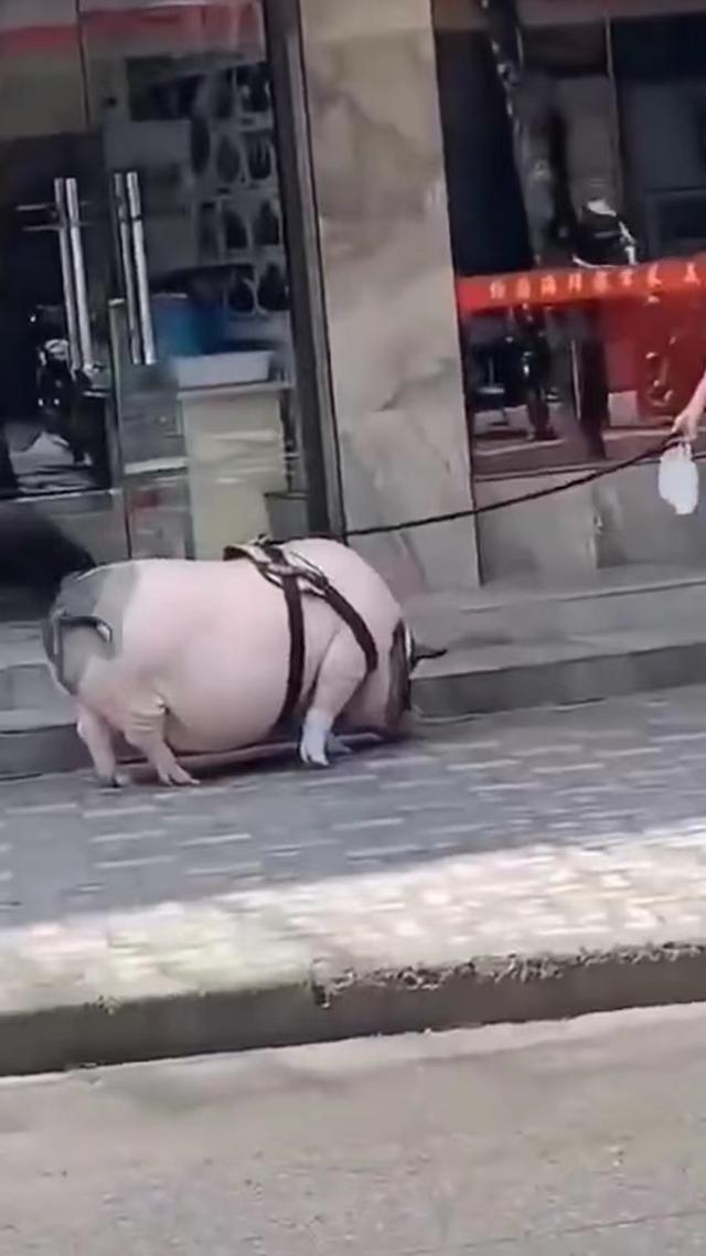 儿童养宠物猪,养的宠物猪变大