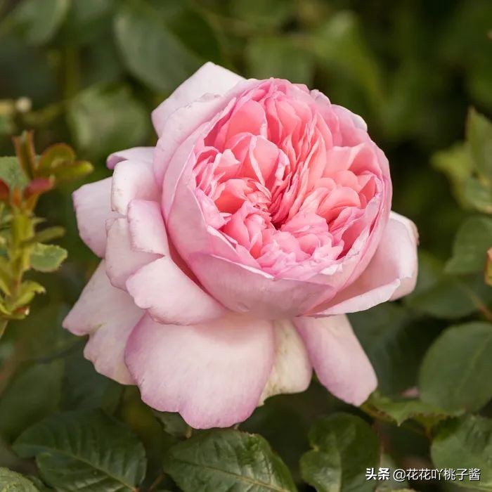 2019月季新品种金奖,超新品月季有哪些品种