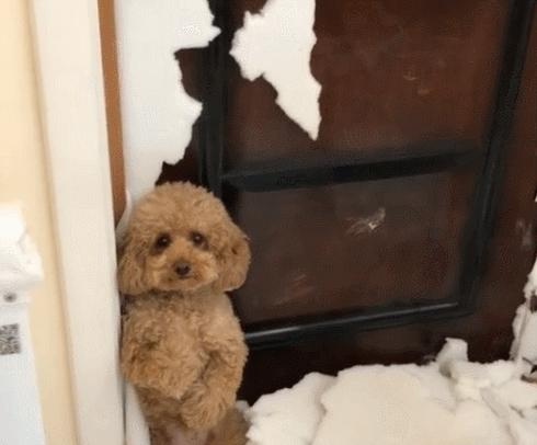 泰迪一般几个月出现流氓行为,泰迪怎么惩罚会比较有效