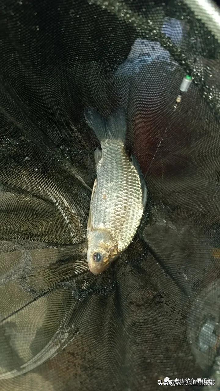 隆冬寒夜，*战野**之王·腥香暴连一桶