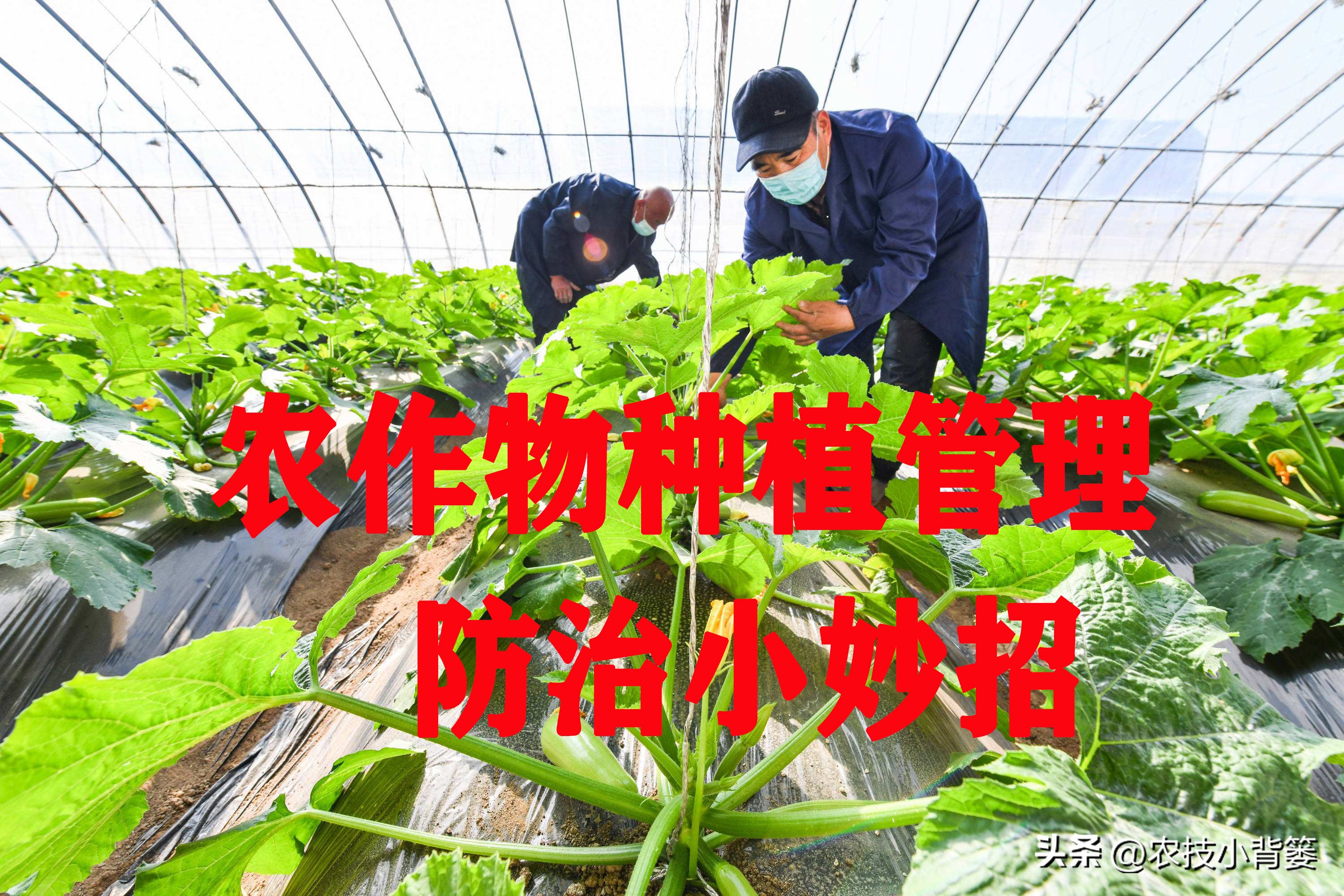 死苗烂根用什么菌肥,大葱重茬烂根防治办法最新