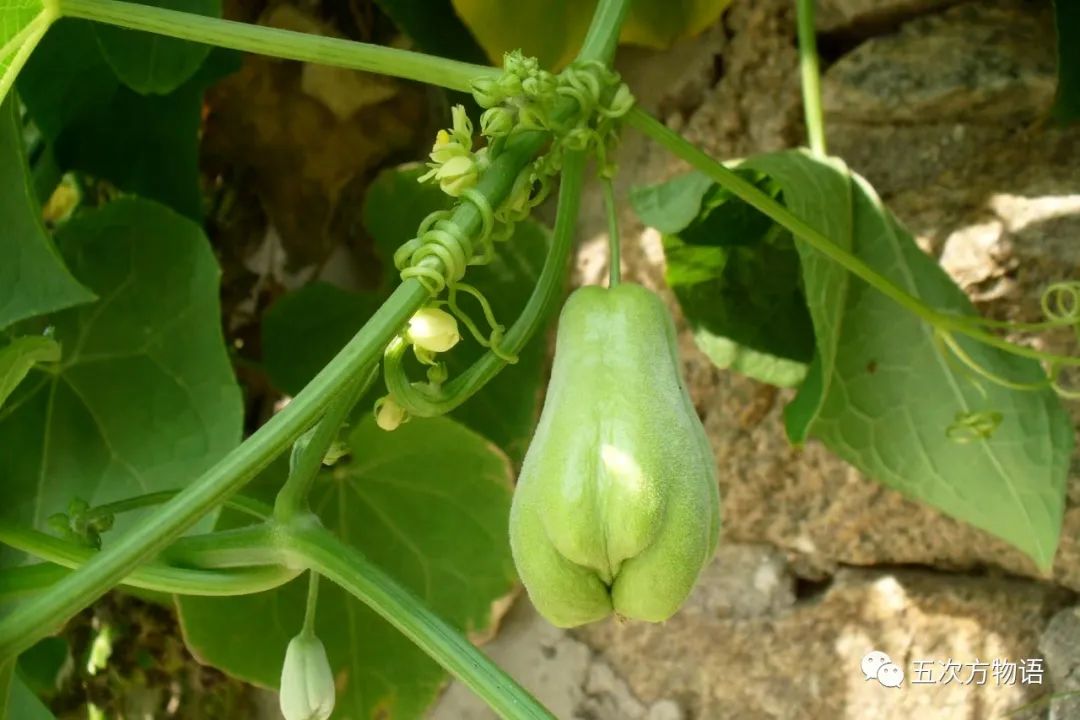 根类食物大全 (5种根菜类的食材)