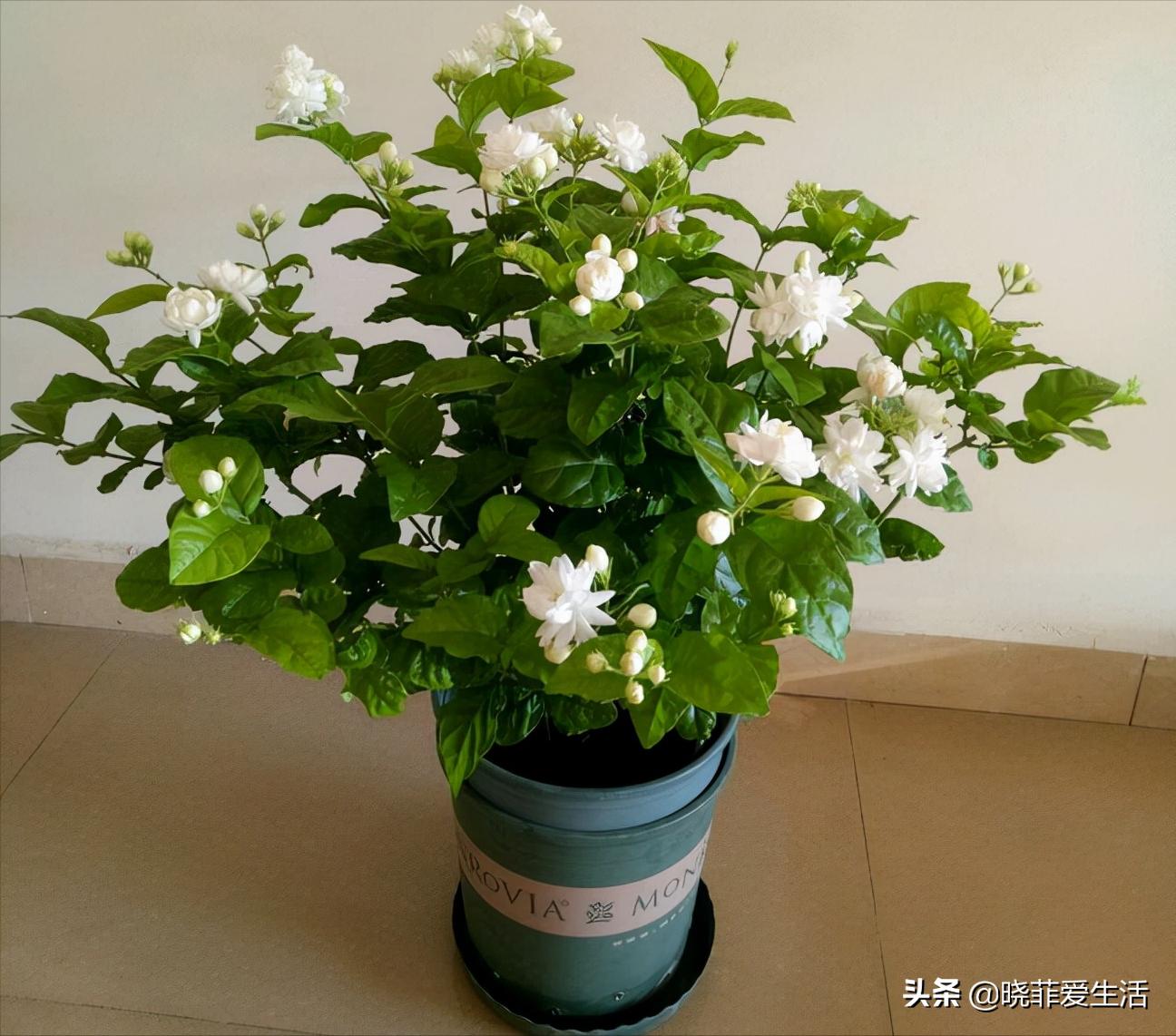 什么花最旺人旺家又好养好看,最旺家招财又好看好养的花