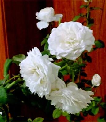 白花月季汇粹：白雪公主、藤冰山、婚礼之路、波莱罗、加百列