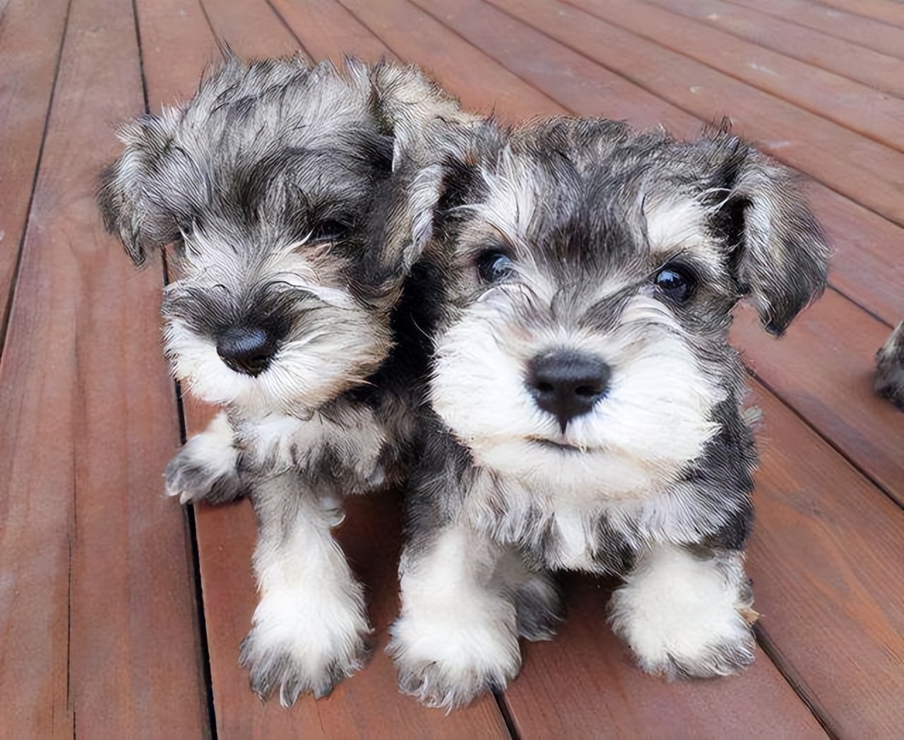 雪纳瑞总是被别的狗凶,雪纳瑞都需要注意些什么