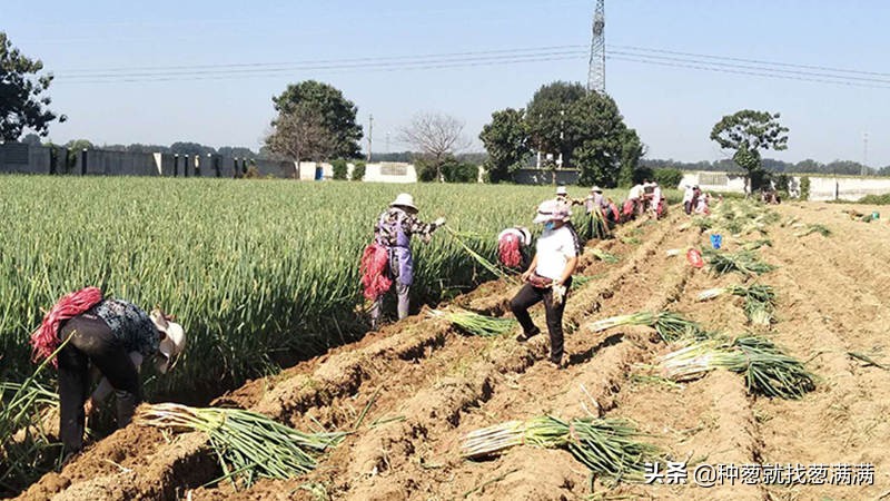 大葱种子最好的品种,大葱什么品种最适合北方种