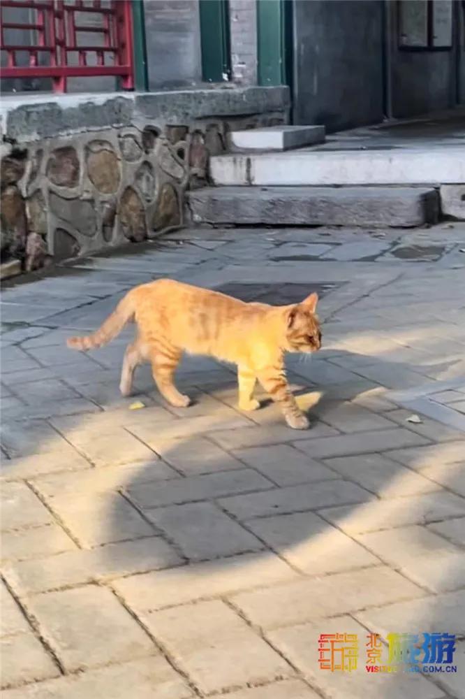 故宫御猫最火的猫,北京故宫的猫为什么叫御猫