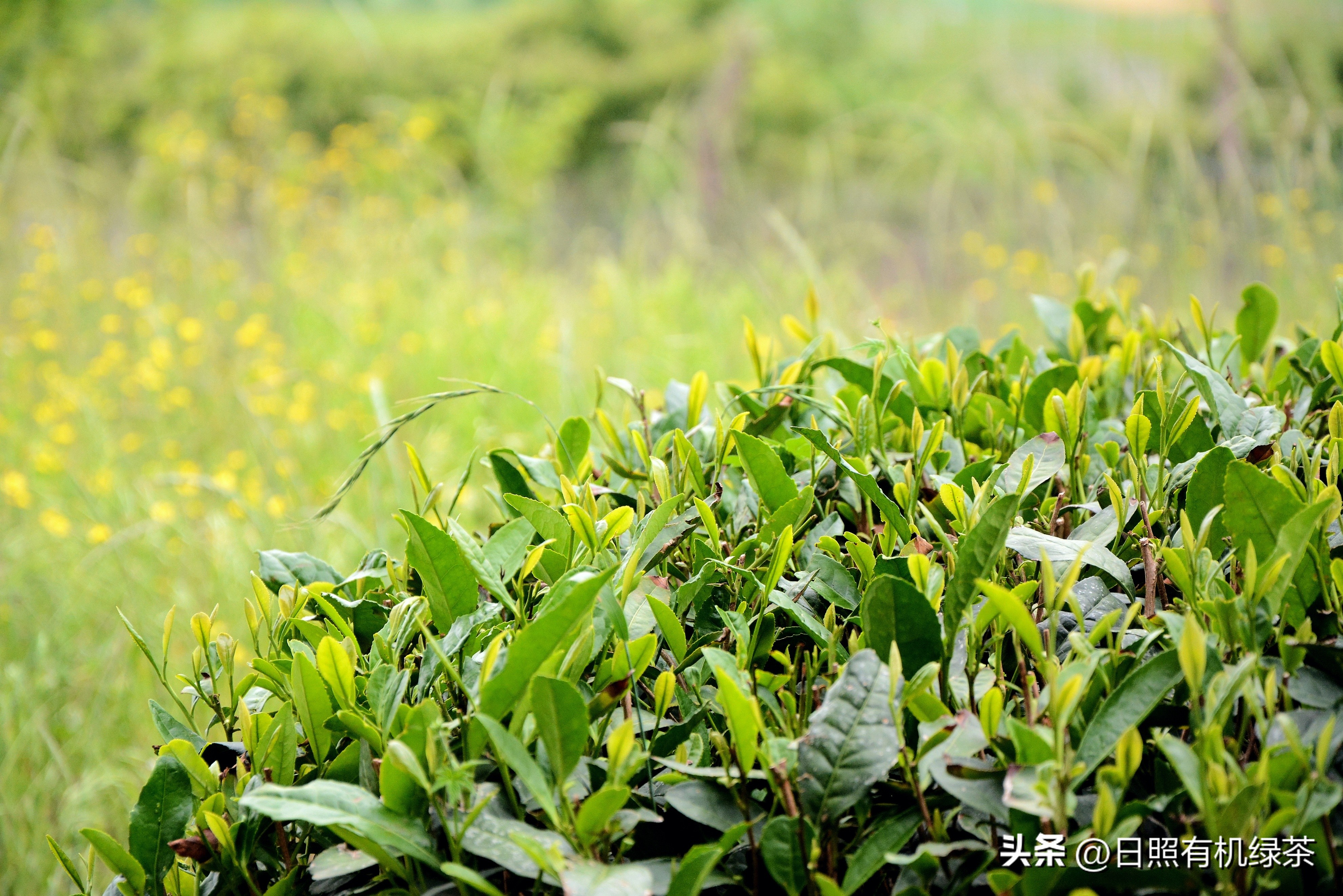 日照绿茶岚山第一茶,正宗日照绿茶头道茶