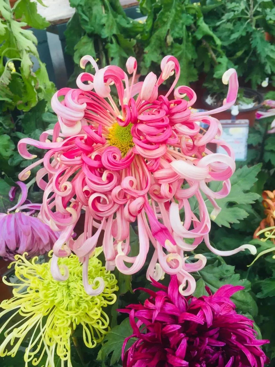 最好养的10种花排行第一名竟然是,好看又皮实勤花的花