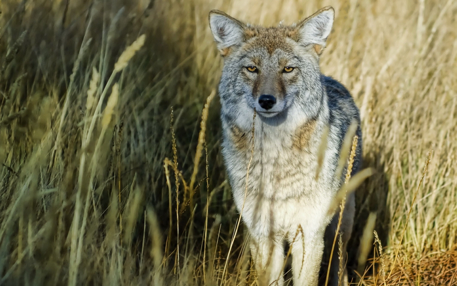 男子把狗吓尿,男子遇到怪物被吓尿