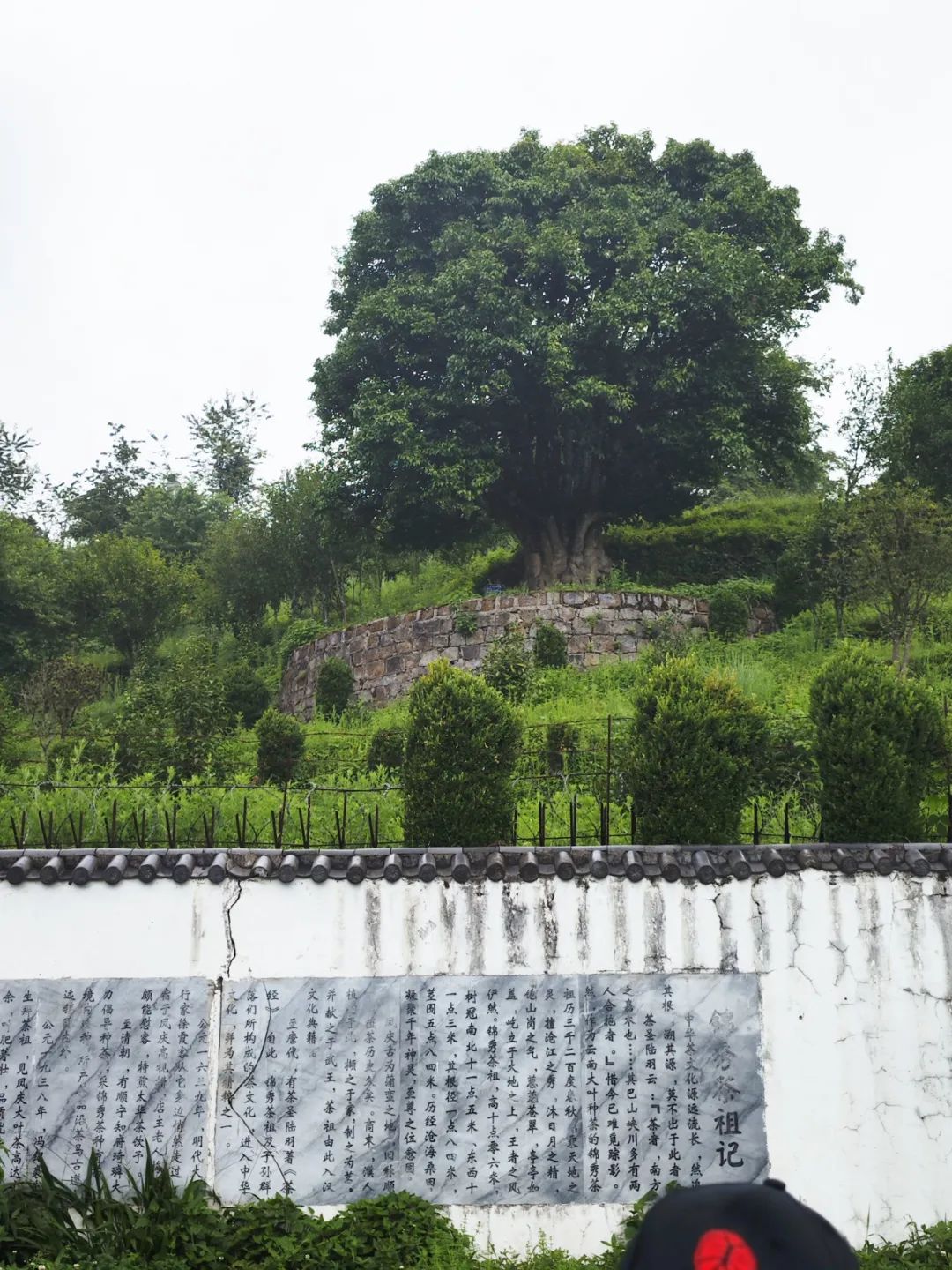 对标1068万“锦绣茶尊”的茶叶，是什么味？