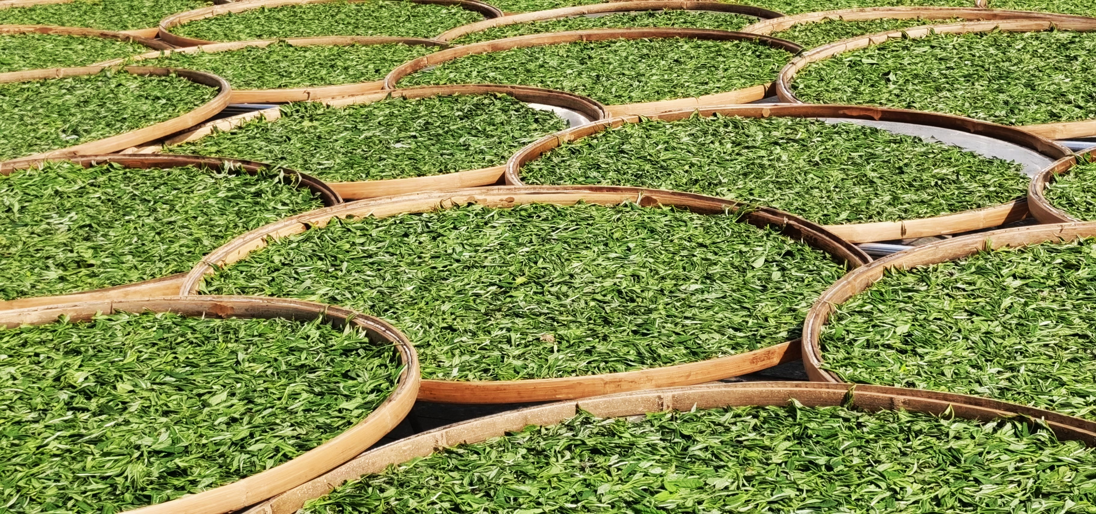 春茶季带你选好茶,春茶上市如何挑选好茶