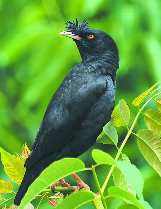 新手怎么养八哥,人工饲养八哥鸟价格