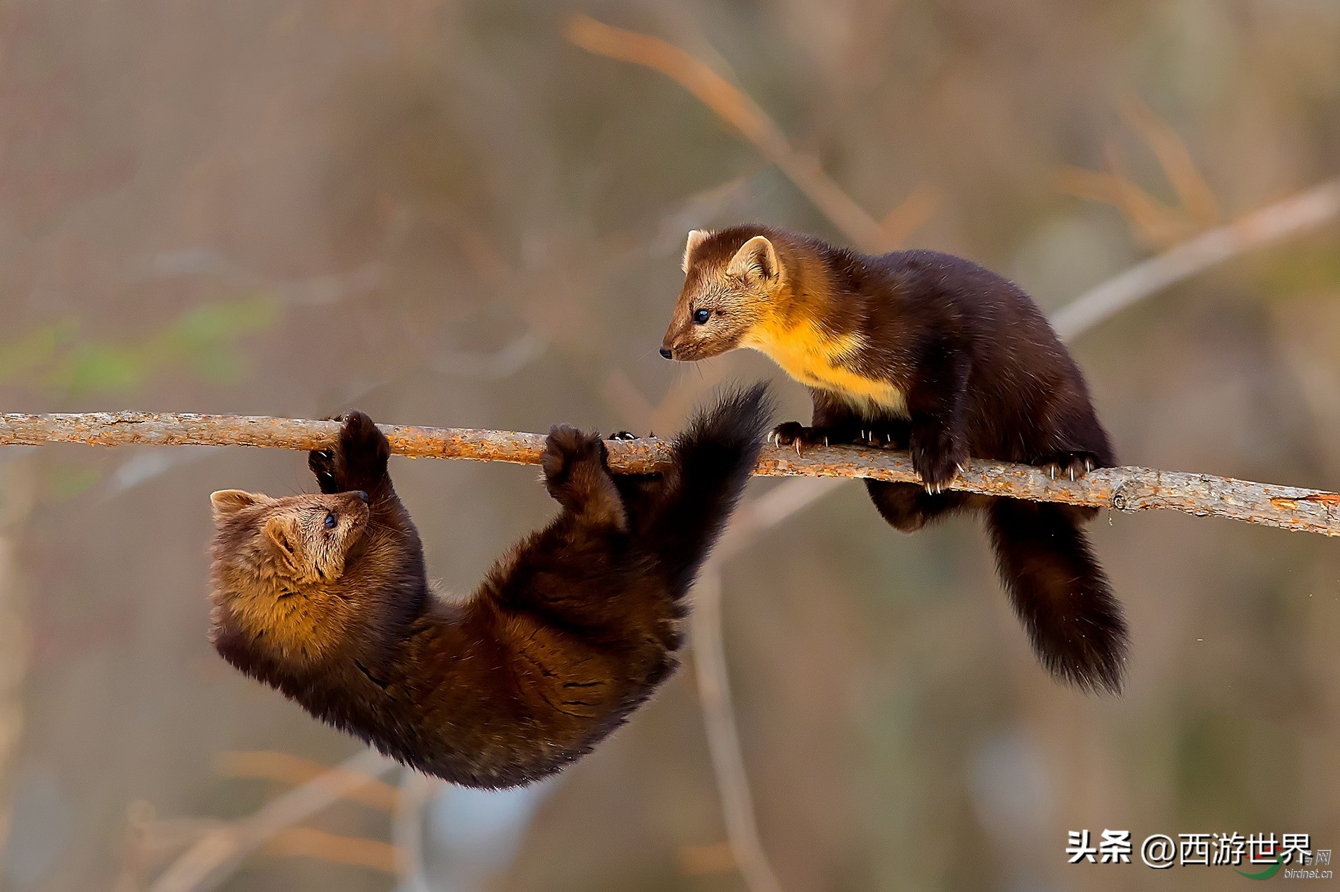 鼬鼠本领,鼬科动物为什么这么敏捷