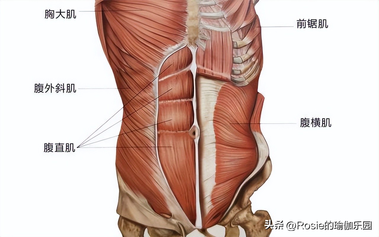 杨幂马甲线训练法,杨幂把小肚腩练成了马甲线