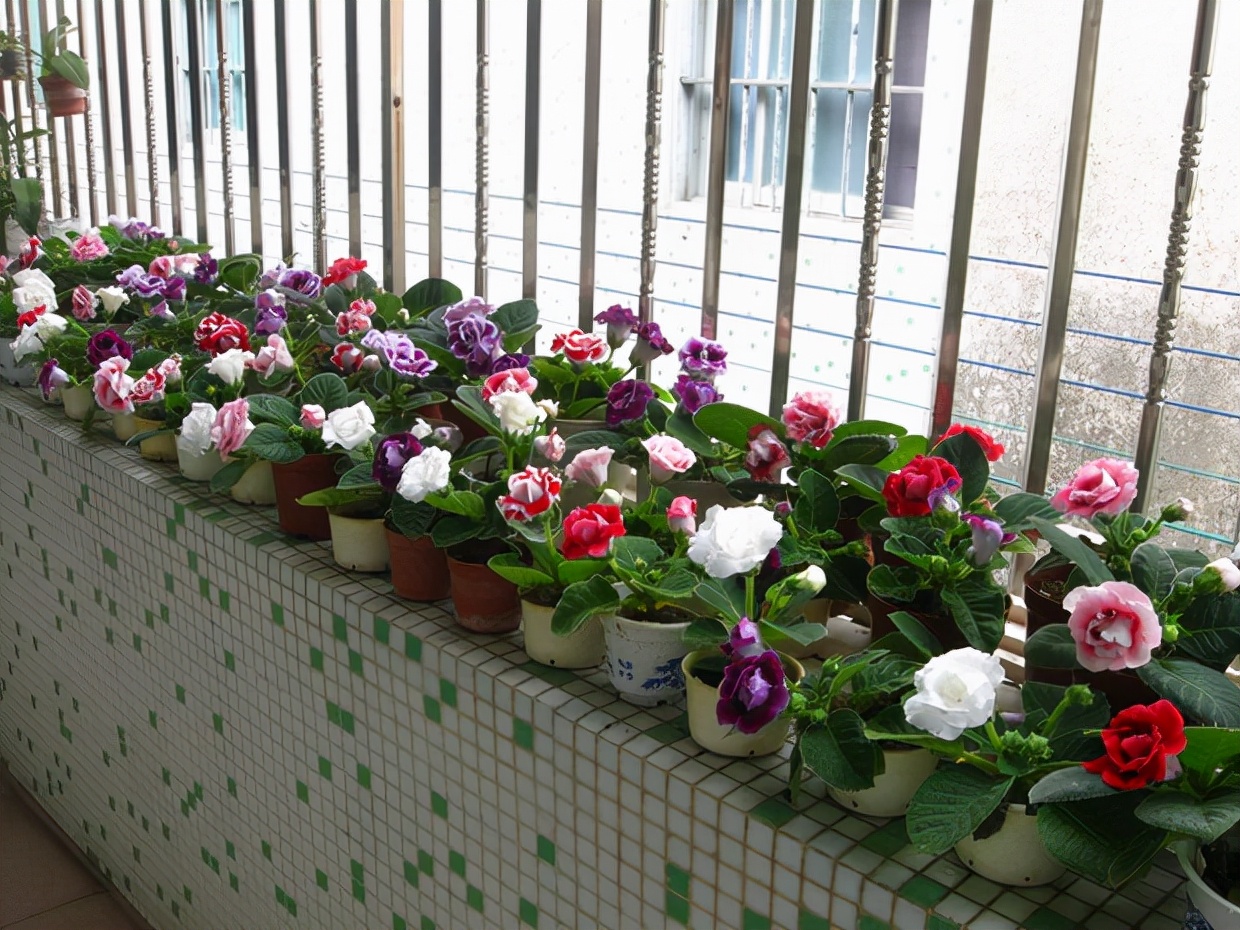 家里光照不足养的花,家里光照不足养什么植物