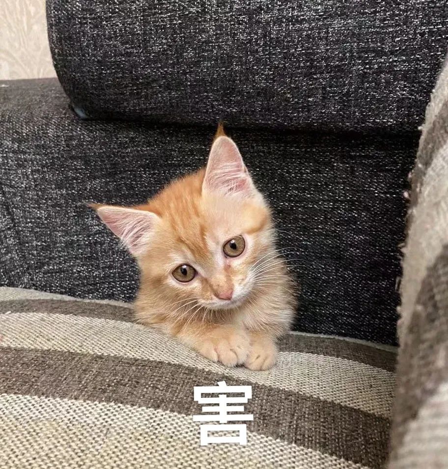 深圳公租房轮候突然没结果,深圳公租房申请审核要6-12个月吗