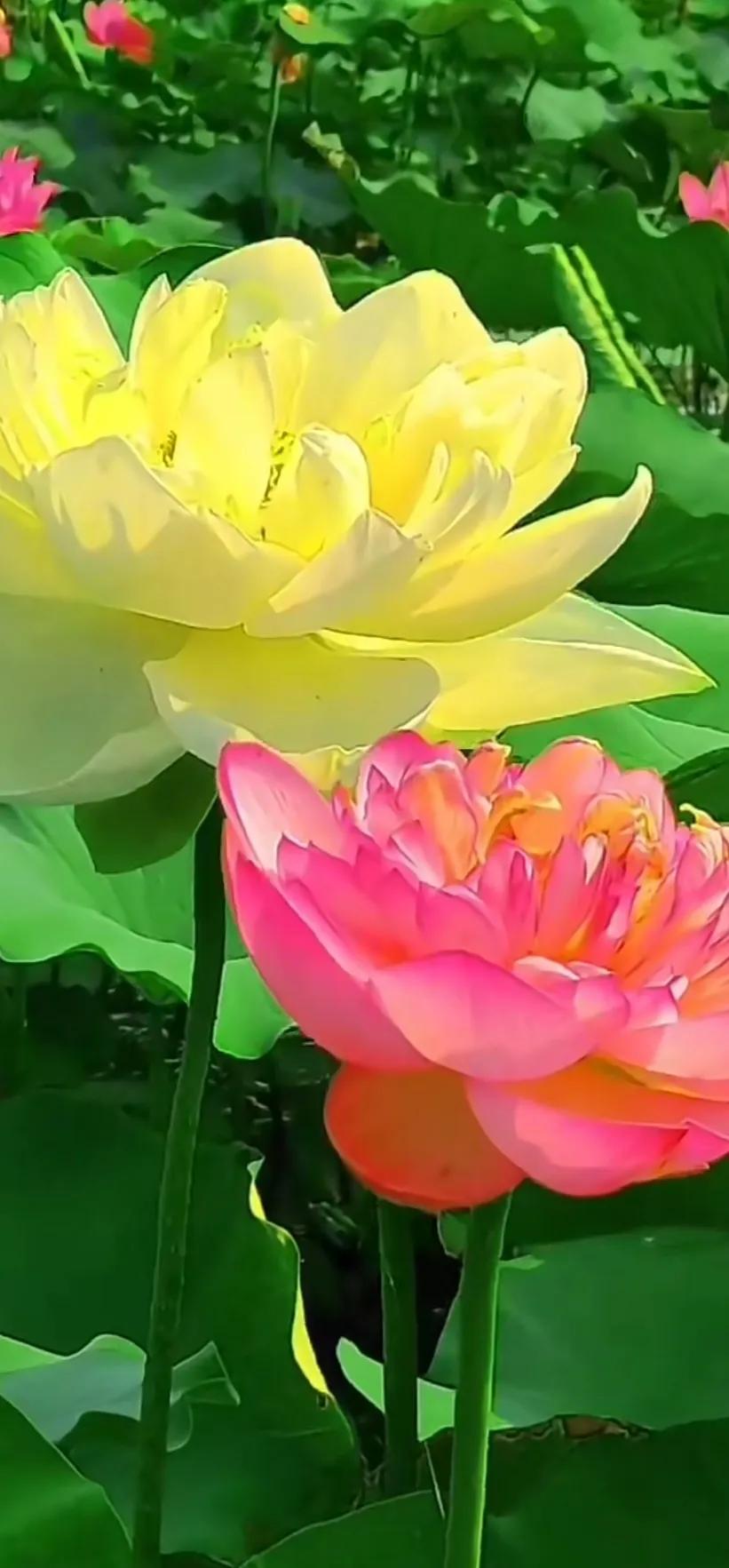 夏日美丽的荷花图片,荷花图片配上字映日荷花别样红