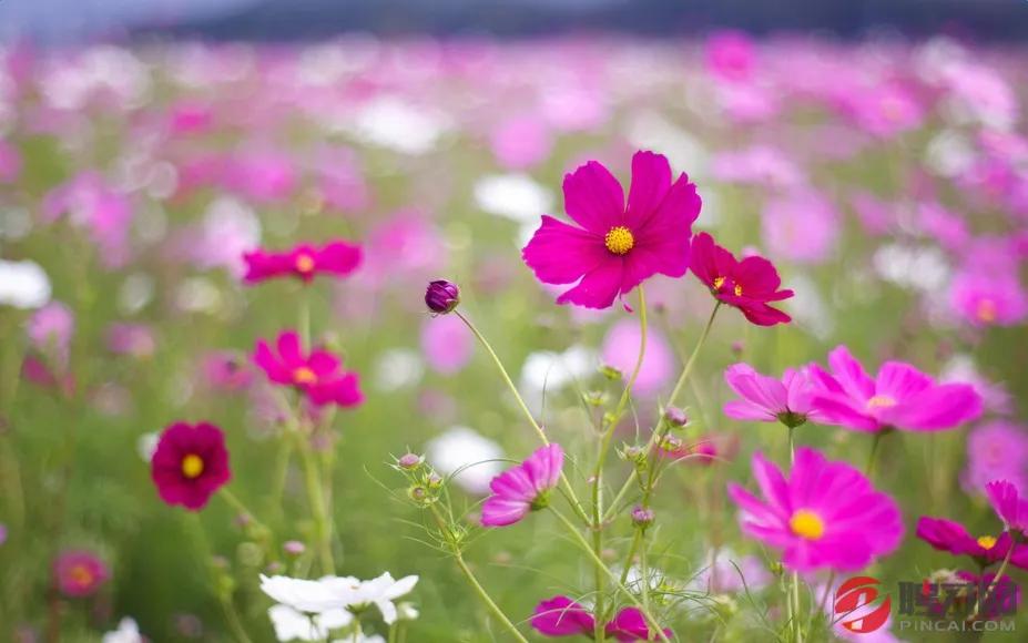 七年之痒短篇结局,七年之痒短片