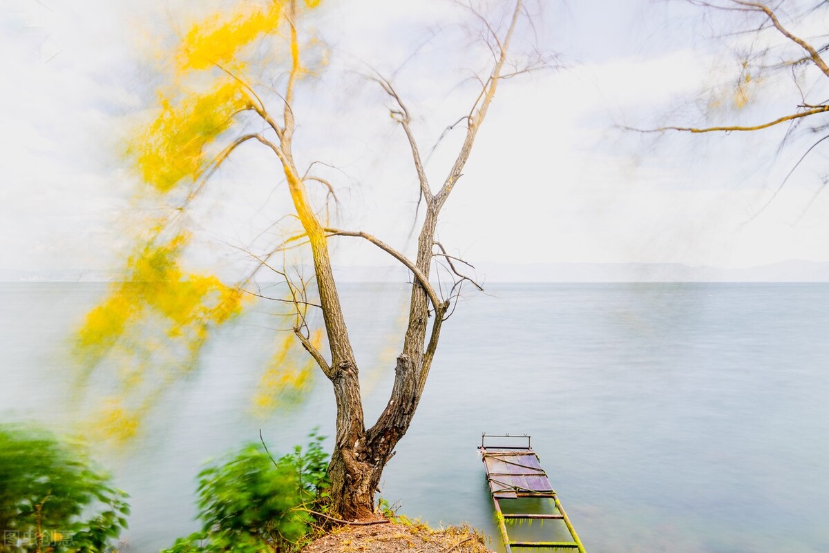 风吹杨柳万千条打一动物,风吹杨柳万千条解析