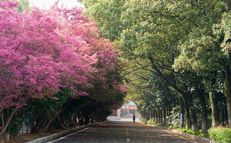 黄陂市新洲一中怎么样,武汉新洲一中与黄陂一中哪家强