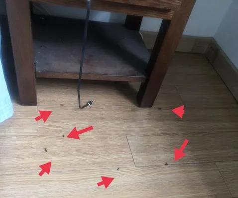 被什么虫子咬会整个叮咬部分变肿,小孩被虫子叮咬起了硬疙瘩有水泡