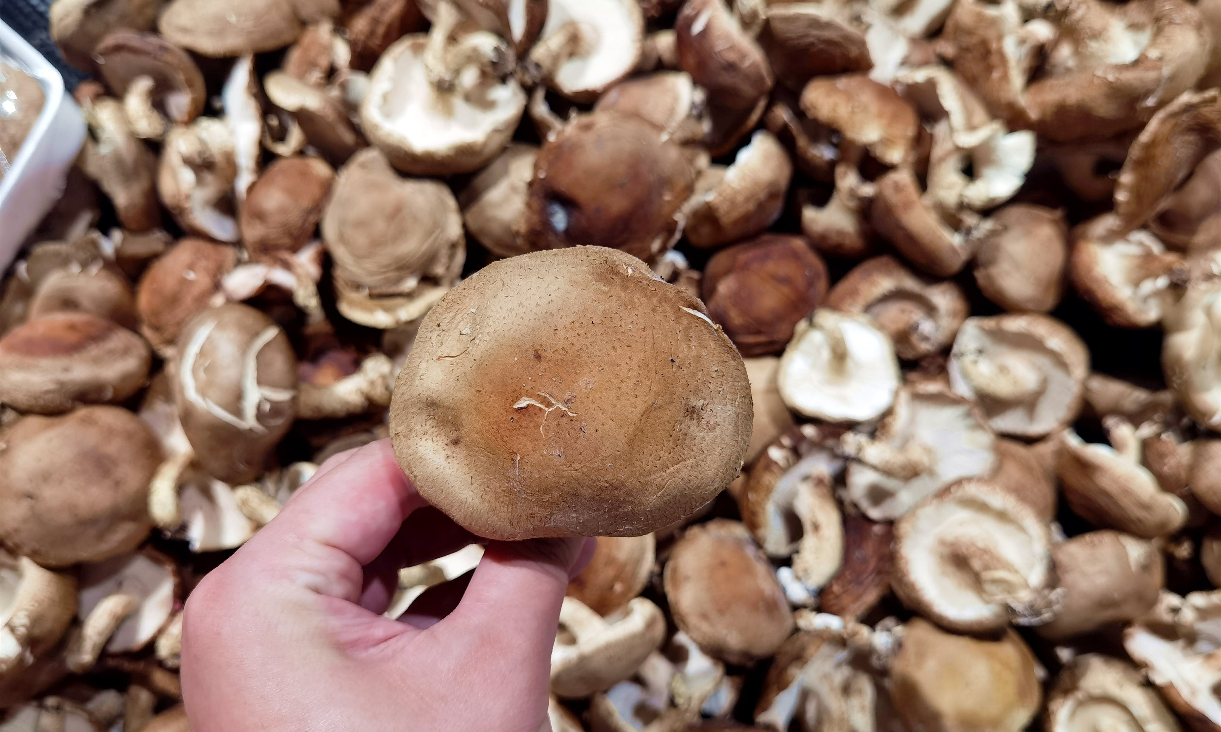 香菇买湿的好还是干的好呢,干香菇菌褶颜色深好还是浅好