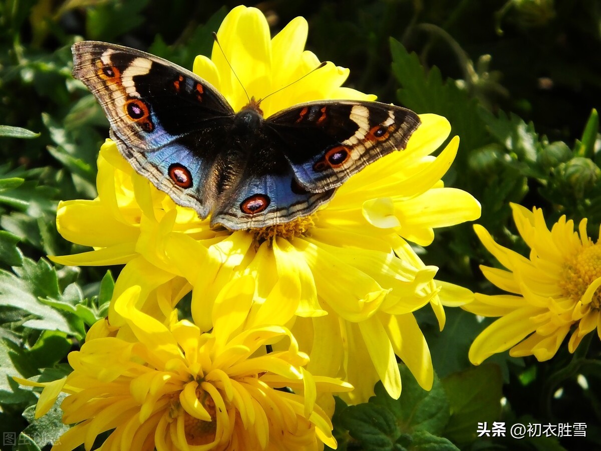 赏读周梦蝶《九月》：那浓浓的冷香，该已将东篱染黄了吧？