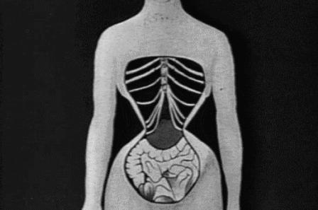 有肚腩但是很瘦该减脂肪还是增肌,瘦人内脏下垂