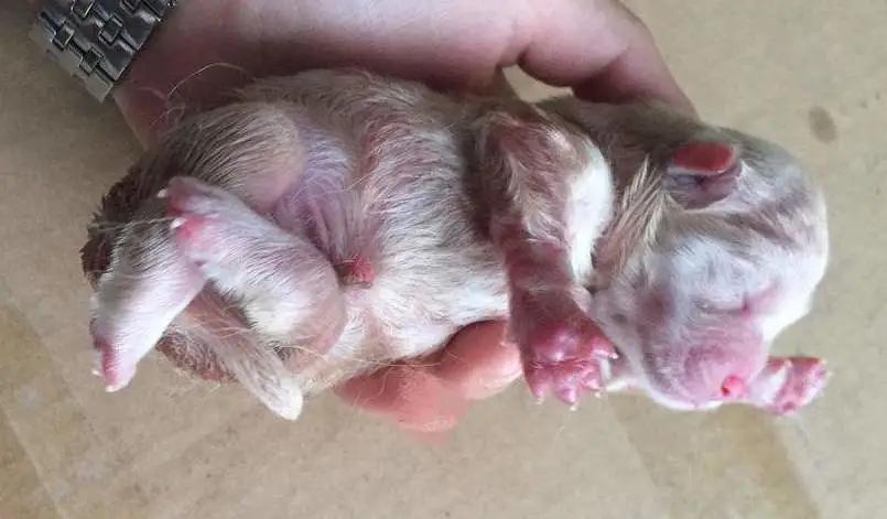 为什么宠物会饿死,宠物死亡率高的原因